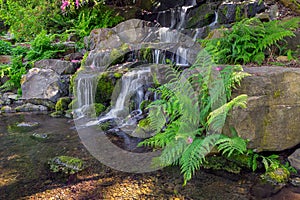 Ferns by Waterfall in Crystal Springs Rhododendron Garden