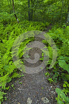 Ferns & Wildflowers, Greenbrier, Great Smoky Mountains NP