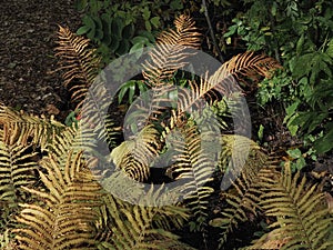 Ferns In A Wooded Area