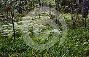 Ferns in the woods around the Sala Silvergruva, the Sala Silver mine photo