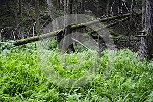 Ferns in the woods with trees around broken by gusty wind