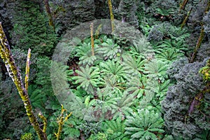 Ferntrees in a rainforest.