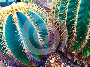 Ferocacti (Ferocactus electracanthus) (family: Cacticeae)