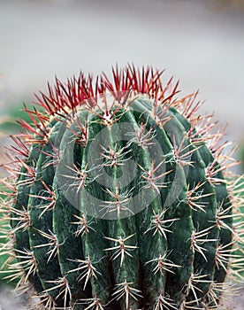 Ferocactus closeup with long red needles