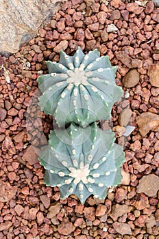 Ferocactus glaucescens forma nuda