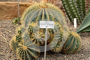 Ferocactus Glaucescens or glaucous barrel cactus in Zurich in Switzerland