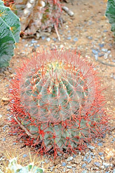 Ferocactus