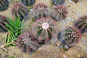 Ferocactus pilosus, also known as Mexican lime cactus Viznaga De Lima or Mexican fire barrel, is a species of cactus in North Am