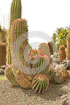 Ferocactus pilosus cactus