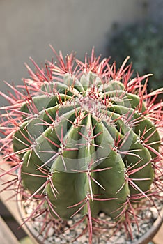 Ferocactus pilosus cactus close up