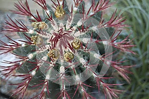 Ferocactus pilosus closeup