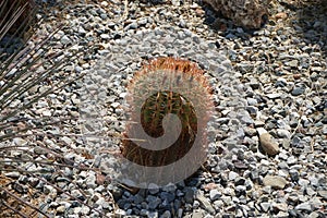 Ferocactus pilosus growing in a flower bed in August. Rhodes Island, Greece