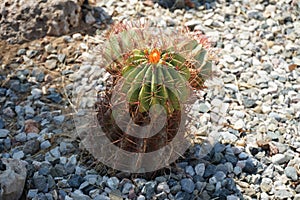 Ferocactus pilosus growing in a flower bed in August. Rhodes Island, Greece