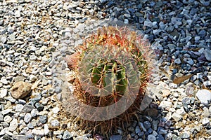 Ferocactus pilosus growing in a flower bed in August. Rhodes Island, Greece