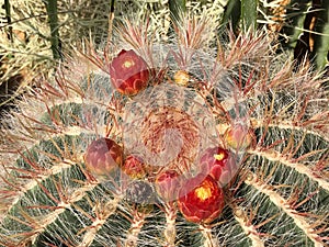 Ferocactus pilosus, Mexican lime cactus, Viznaga De Lima or Mexican fire barrel - Botanical Garden Zurich or Botanischer Garten