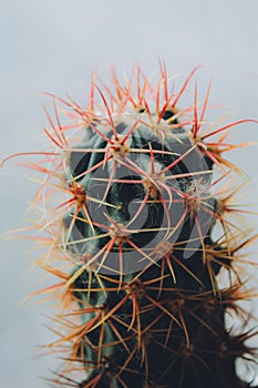 Ferocactus in a pot near window