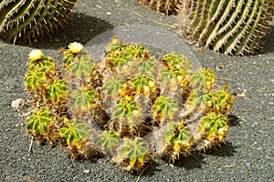 Ferocactus robustus photo