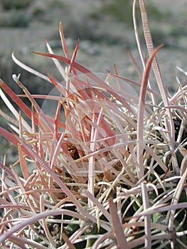 Ferocactus wislizeni in the desert
