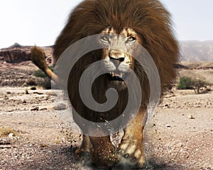 A ferocious angry lion, lord of the jungle ,closing in on its target.