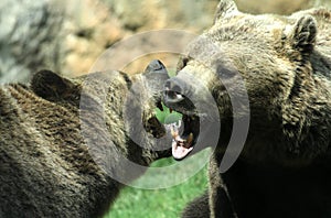 Ferocious bears struggle with shots and open jaws bites contend