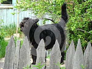 Ferocious black guard. Dog on guard service. Protection of a private house.