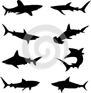 Ferocious deep-sea sharks photo