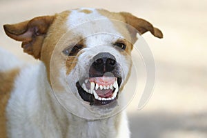 The ferocious dog saw terrifying teeth and chewing