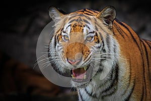 The ferocious face of Indochinese tiger