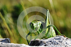 Ferocious green insect photo