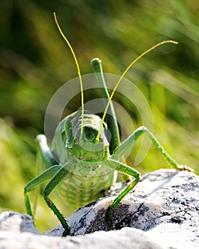 Ferocious green insect photo