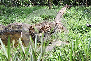 ferocious leopard at the zoo