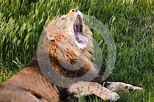 Ferocious lion relaxes in the wildlife
