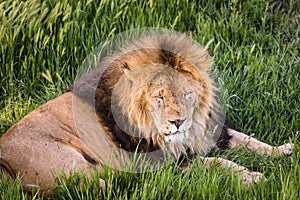 Ferocious lion relaxes in the wildlife