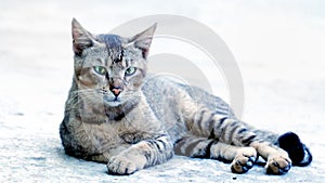 Ferocious looking cat sitting in floor casually