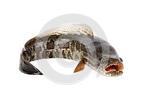 Ferocious snakehead