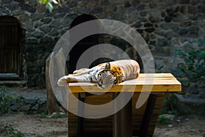 Ferocious tiger cute basks in the sun