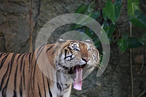 The ferocious tiger