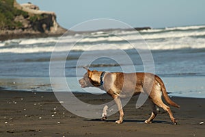 The ferocious wet furr on an ocean