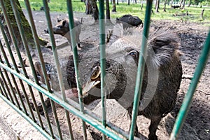 Ferocious wild boar in a cage