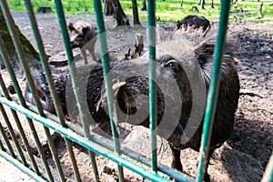 Ferocious wild boar in a cage