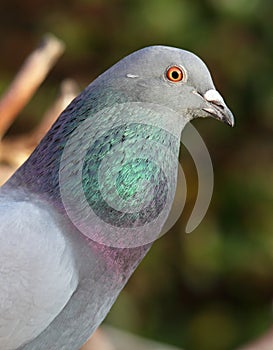 Ferral pidgeon.