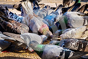 Ferral pigeons feeding frenzy
