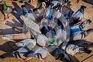 Ferral pigeons feeding frenzy