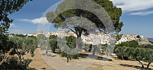 Ferrandina, a small town in Lucania perched on the hill and surrounded by olive trees. General view, landscape. Colors of southern