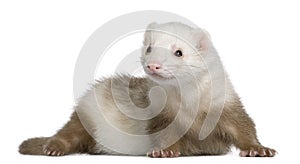 Ferret, 1 and a half years old photo