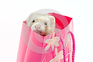 Ferret