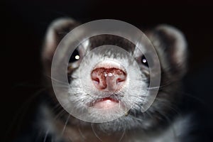 Ferret