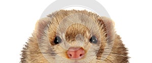 Ferret photo