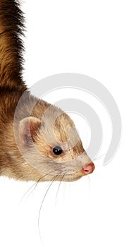 Ferret