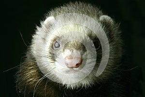 Ferret photo